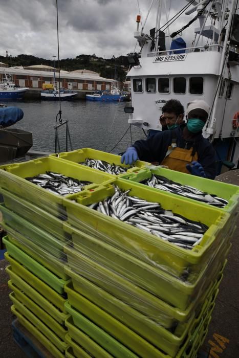 Descarga de bocarte en la Lonja de Gijón