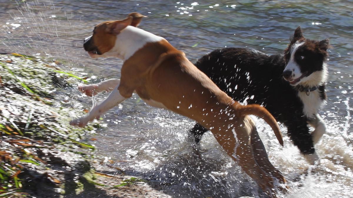 Hunde spielen im Wasser am Strand.