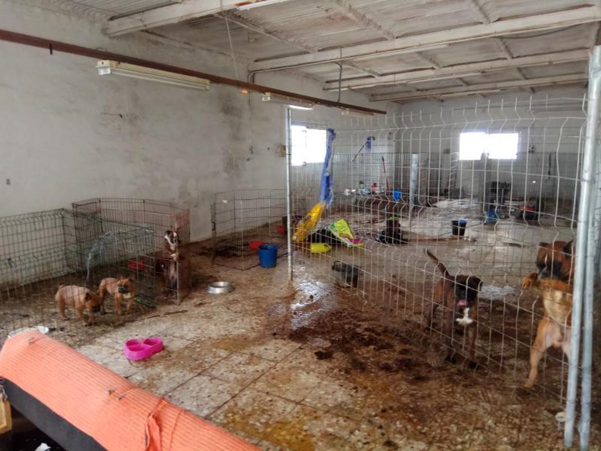 La ley de Bienestar Animal persigue erradicar los criaderos ilegales.