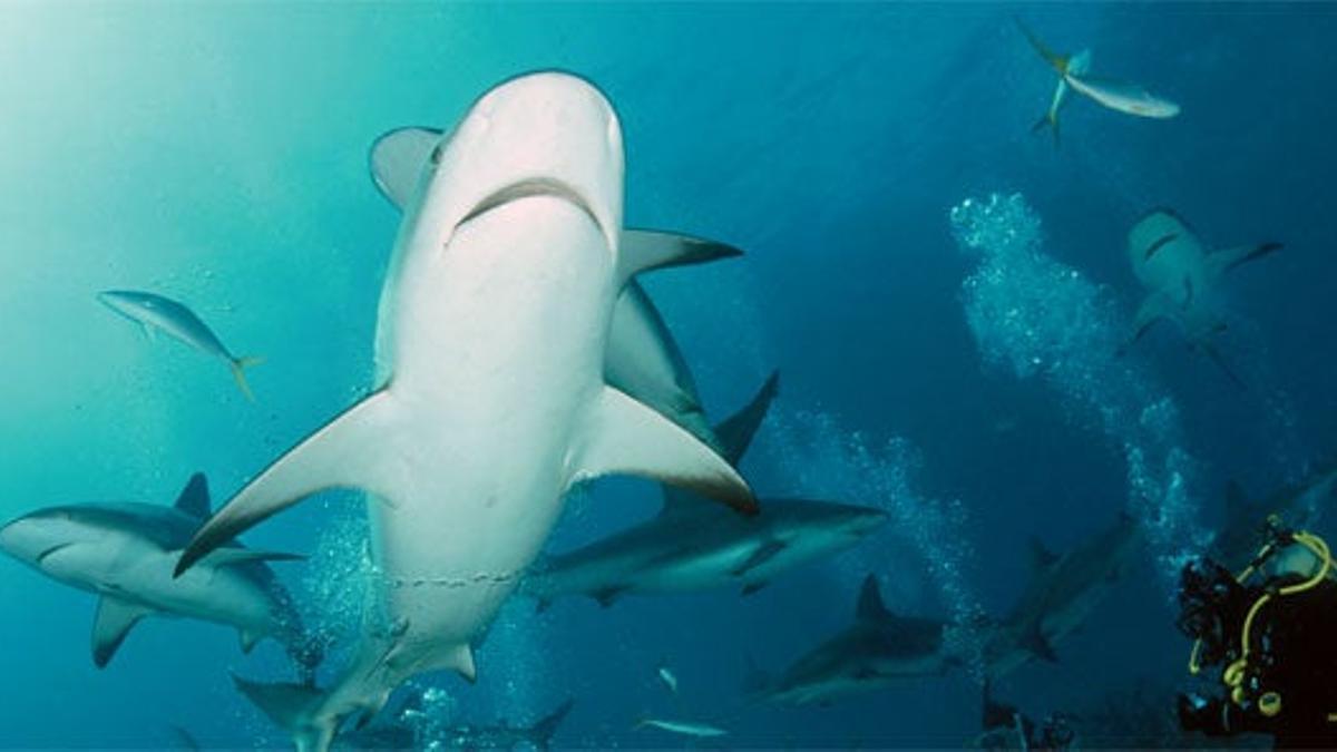 Shark Feeding en las Bahamas.