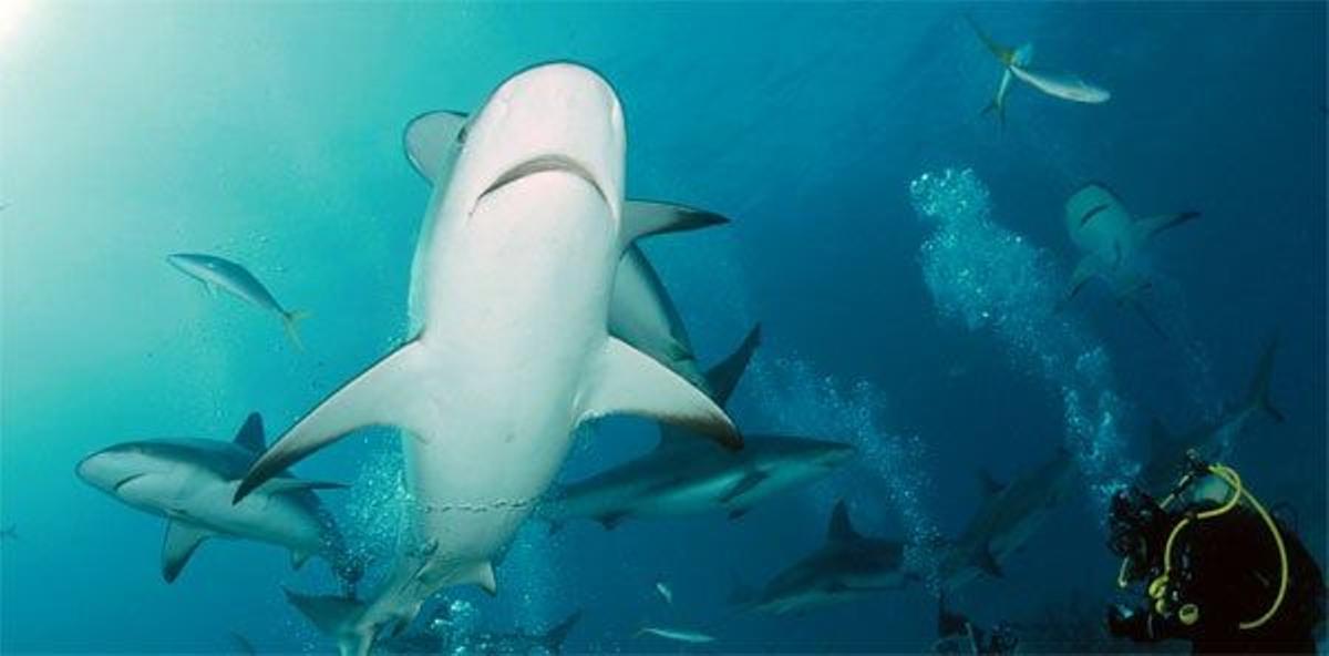 Shark Feeding en las Bahamas.