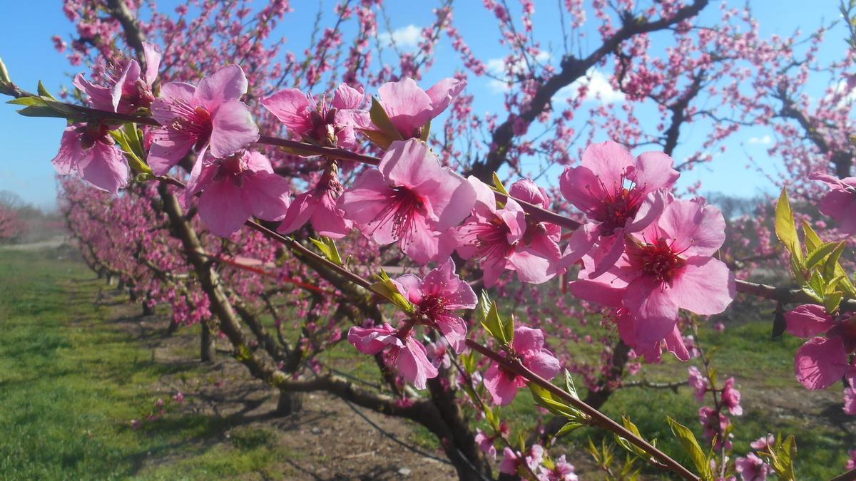 Arbre fruiter a Aitona.