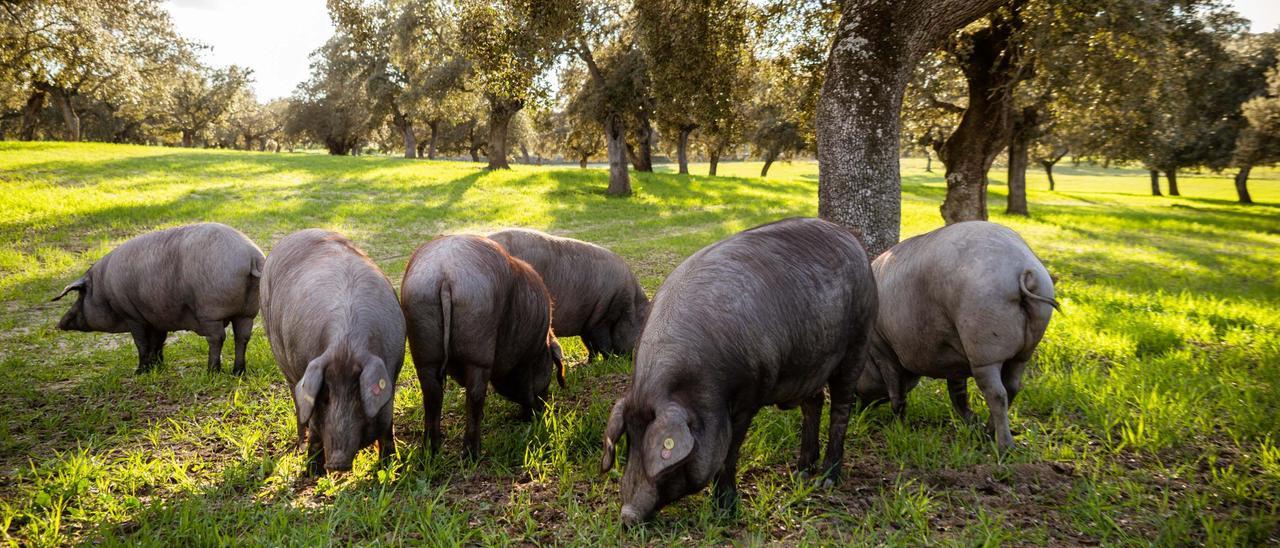 Ganadería porcina extensiva en la dehesa de Los Pedroches.