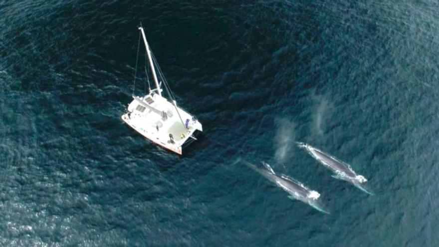 Pescadors de Palamós i Blanes han vist balenes entre maig i juny