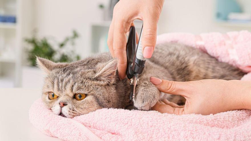 Veterinarios alertan: unas uñas demasiado largas pueden causar dolor, heridas y problemas al caminar en perros y gatos