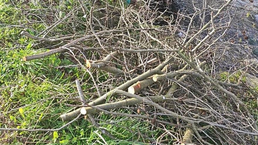 Árboles podados o talados a orillas del río Armenteira.   | // CES