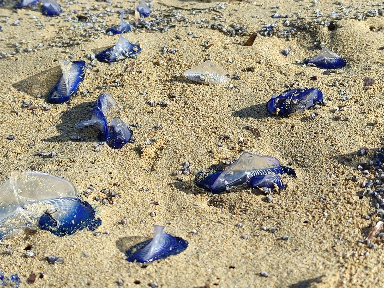 Aparecen cientos de miles de medusas en una playa de Ibiza