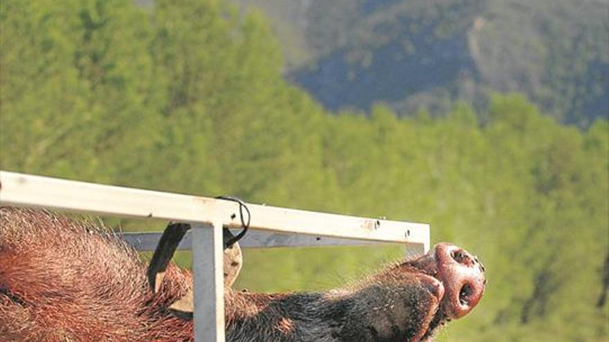 Un año de cárcel por cazar un jabalí y un muflón en un coto de Morella