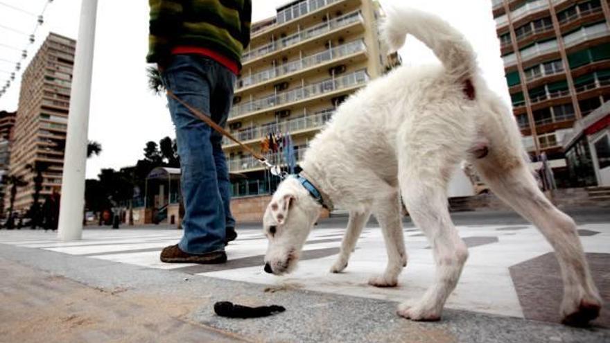 Tienes un perro, no un cerdo