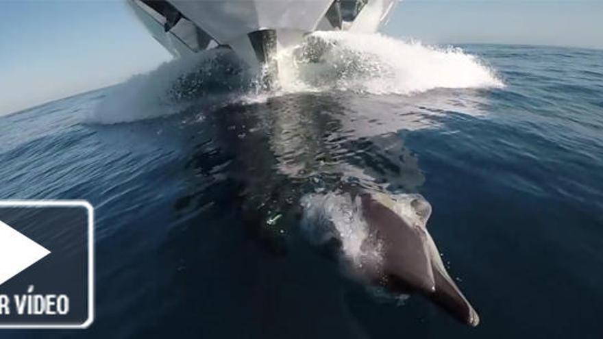 El vídeo más impresionante de delfines en Ibiza