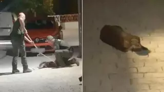 Aparece una nutria herida en un patio de las Franqueses del Vallès