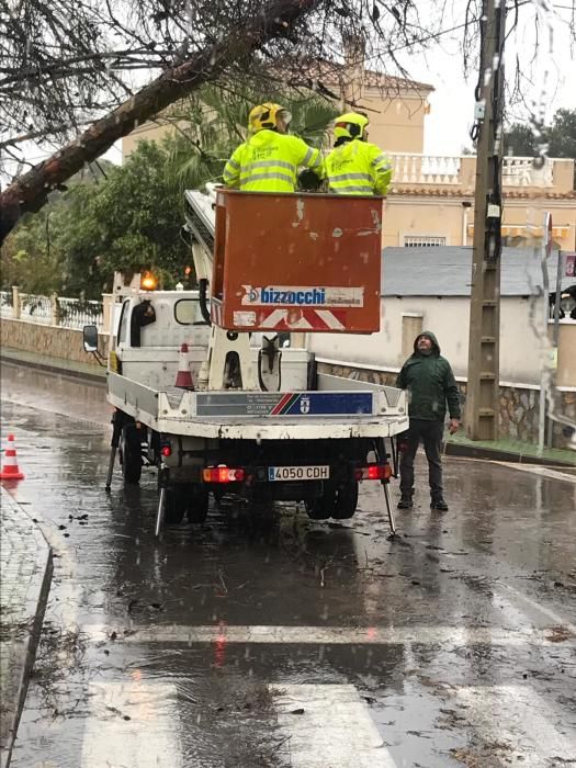 Imágenes del corte de una rama que afectaba al cableado eléctrico en Torrevieja.