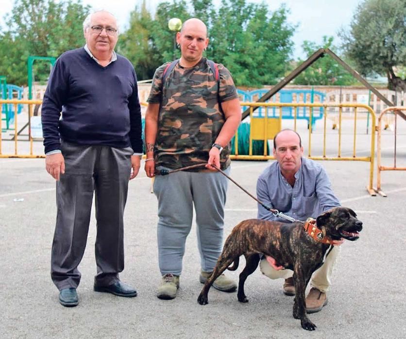 Mehr als 80 Hunde der mallorquinischen Rasse waren zu sehen