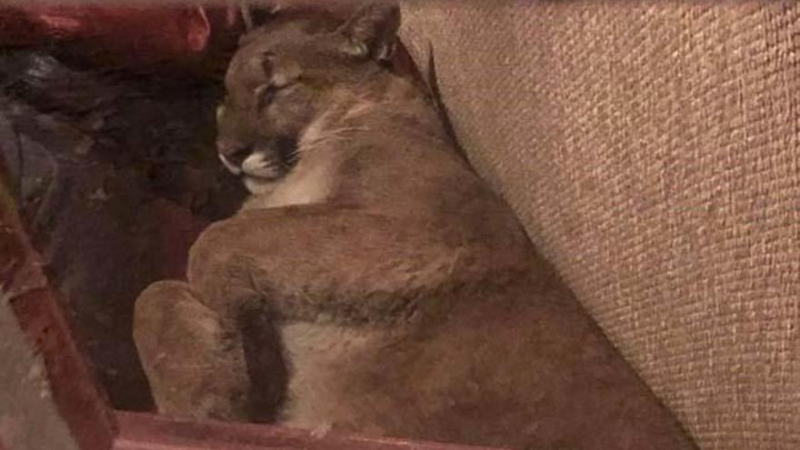 suave Indígena líquido Una mujer se encuentra a un puma echándose la siesta en su sofá - Levante -EMV