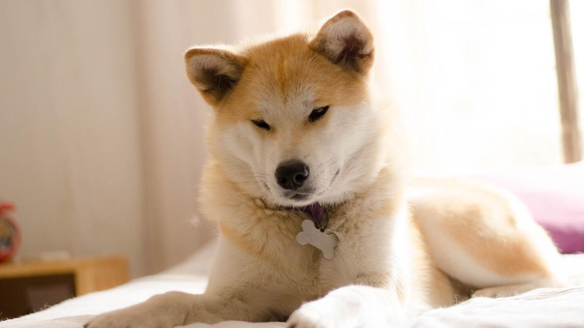 Akita Inu. Las razas de perro más tranquilas