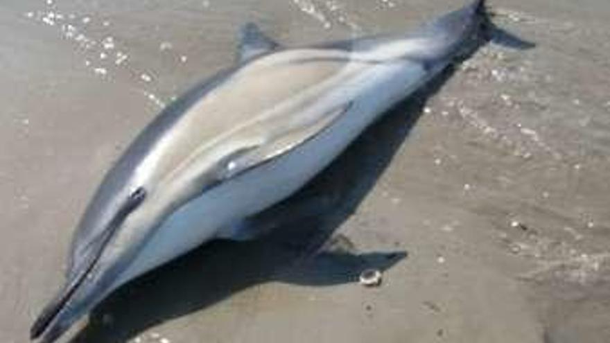 Imagen del delfín.
