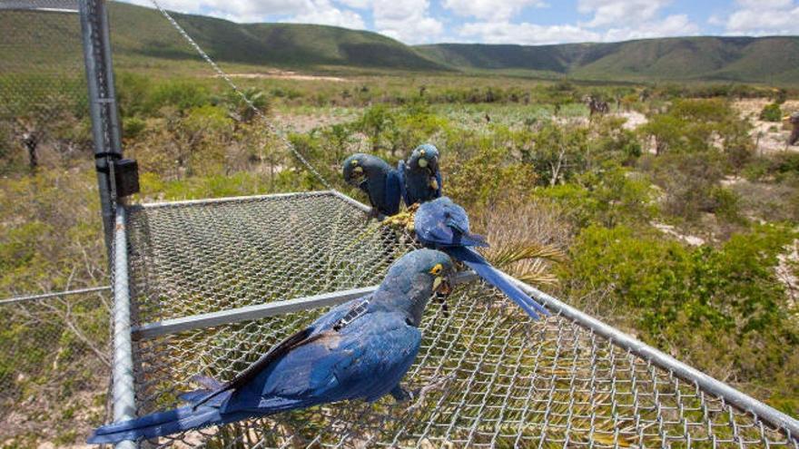 Loros nacidos en Loro Parque y trasladados a Brasil.