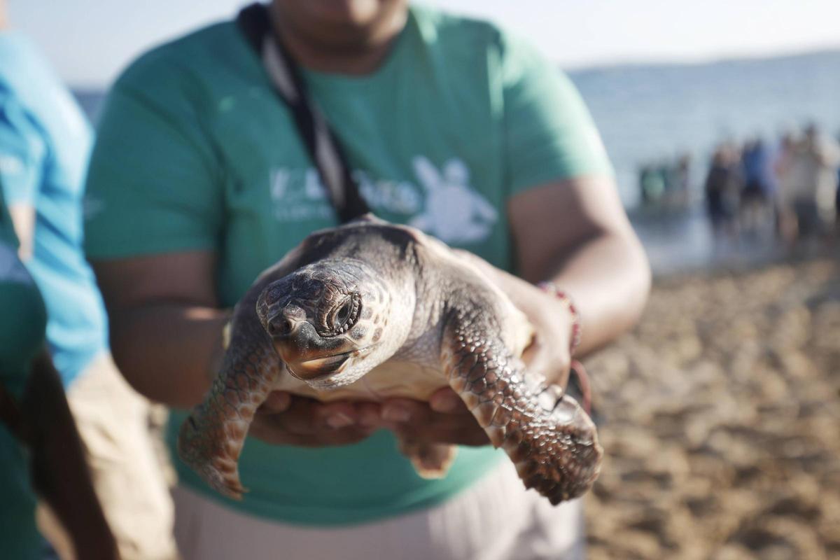 Imágenes de la liberación de 39 tortugas en Can Pere Antoni