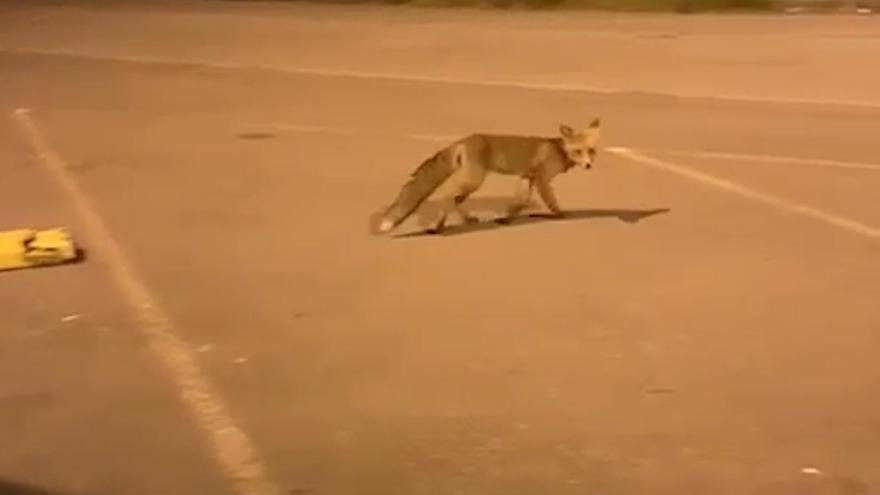 Un zorro anda suelto por las instalaciones de Saint-Gobain Cristalería en Avilés