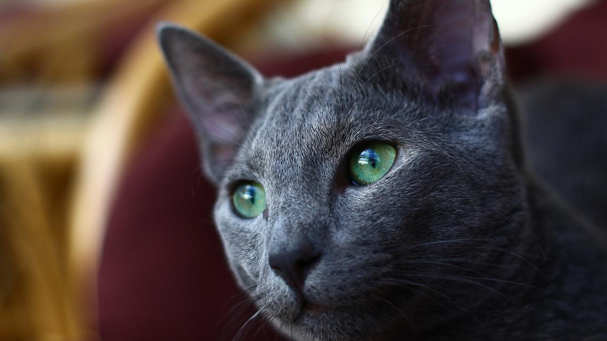 Razas de gatos que no dan alergia: El Ruso Azul