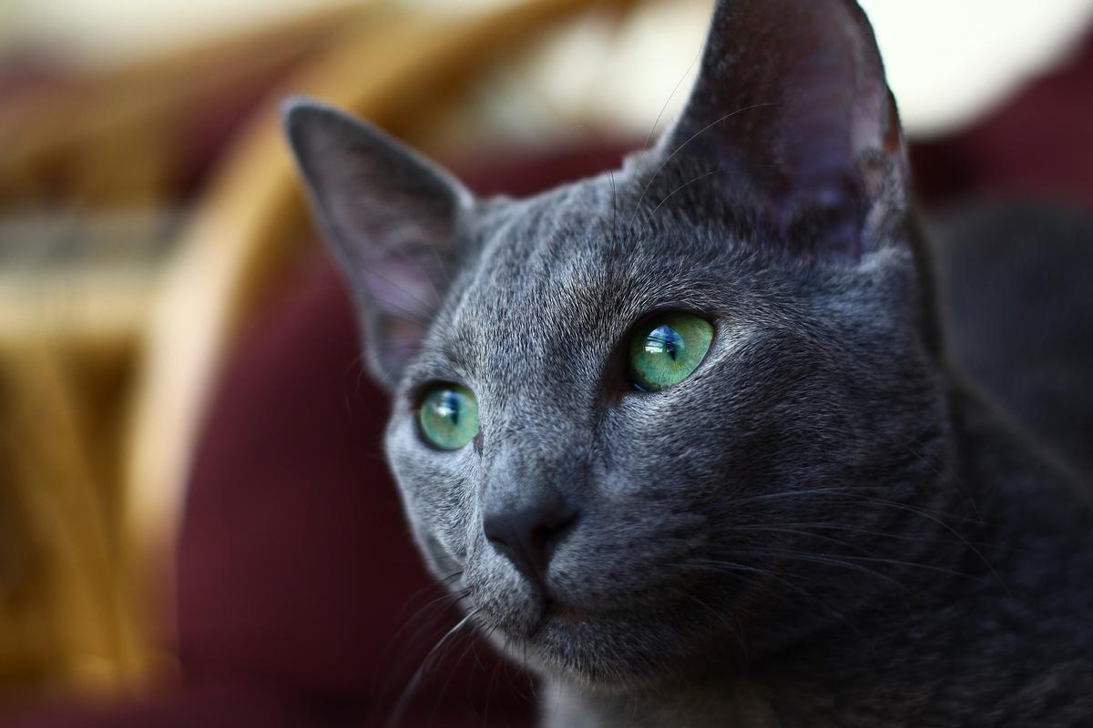 Razas de gatos que no dan alergia: El Ruso Azul