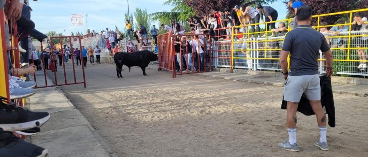 “Azabache”, del toro de La Dehesita, mirando a un grupo de espectadores.