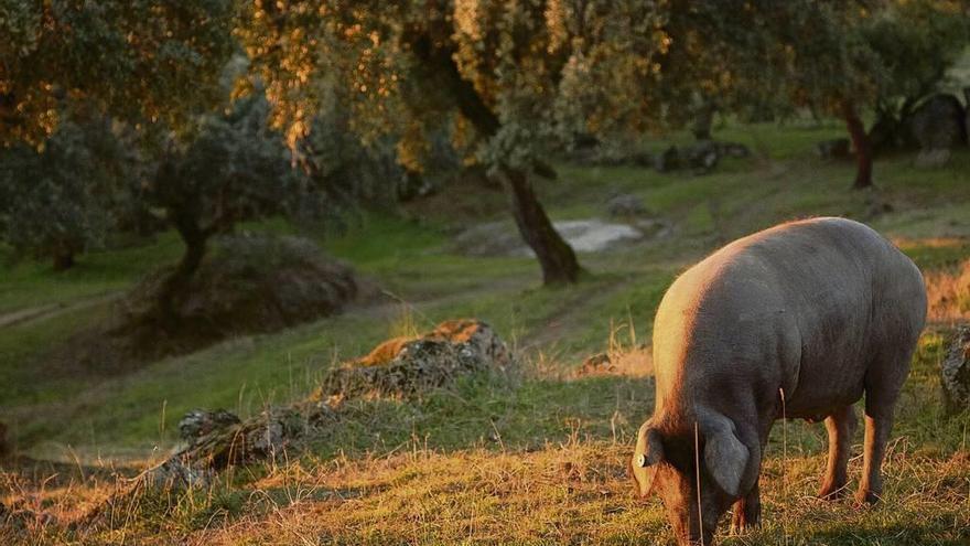 Un marrano busca bellotas en las dehesas de Huelva.