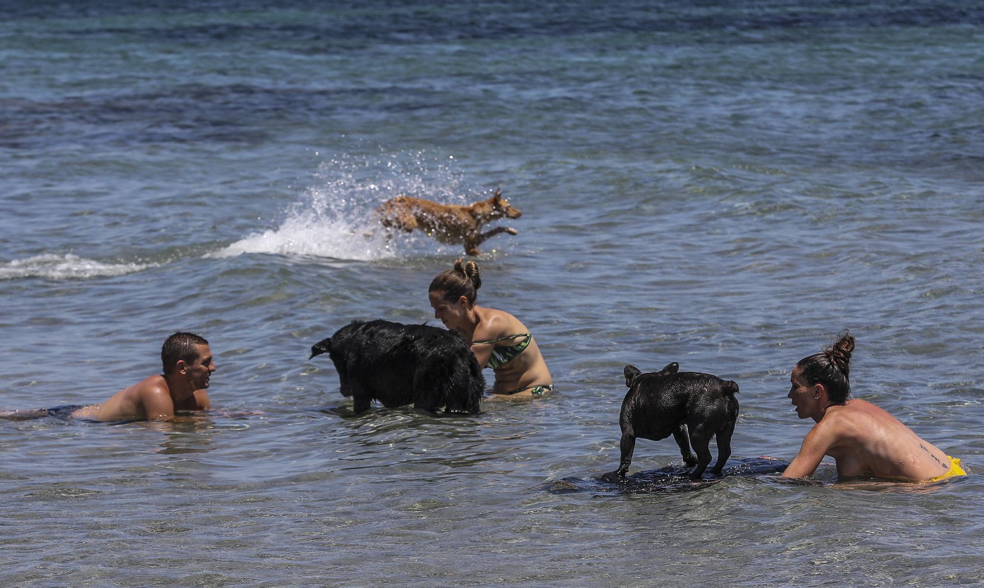 Cala dels gossets de Santa Pola: una playa con instinto animal