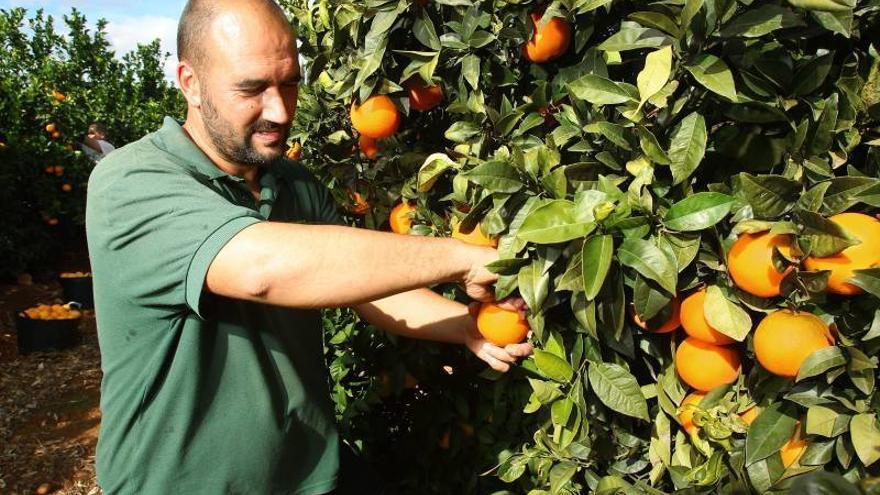 Mercadona eleva un 30% las compras de naranja española, hasta 130.000 toneladas