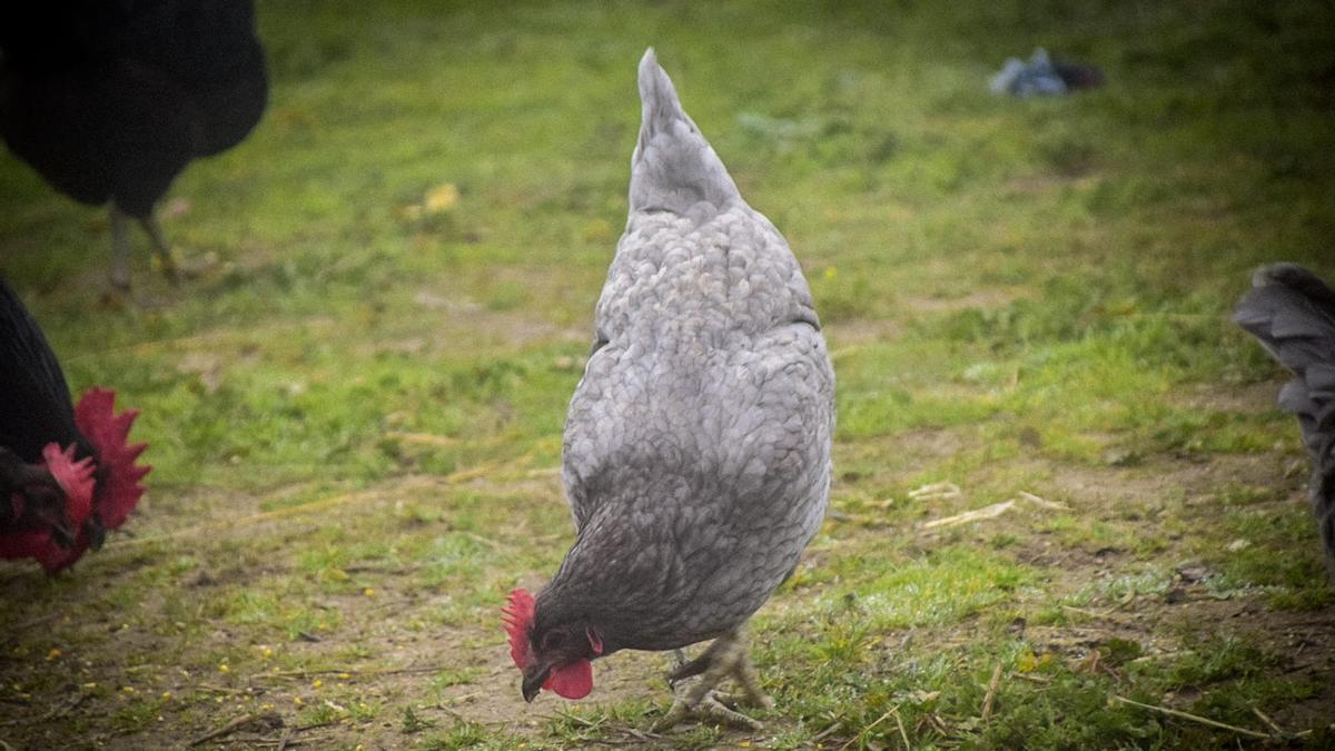 Gallina extremeña azul.