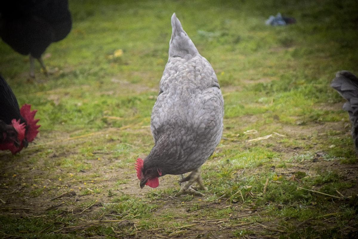 Gallina extremeña azul, raza autóctona de la región.