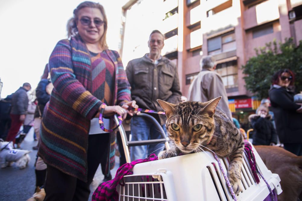 Bendición de animales por Sant Antoni del Porquet