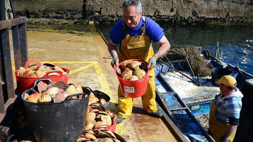 Otros 8.000 kilos de vieira en la ría de Vigo