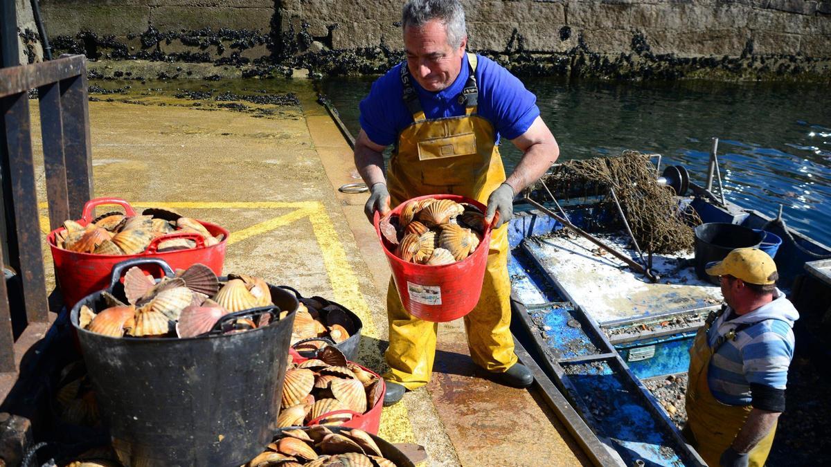 La flota de la vieira vuelve a faenar en Cangas.