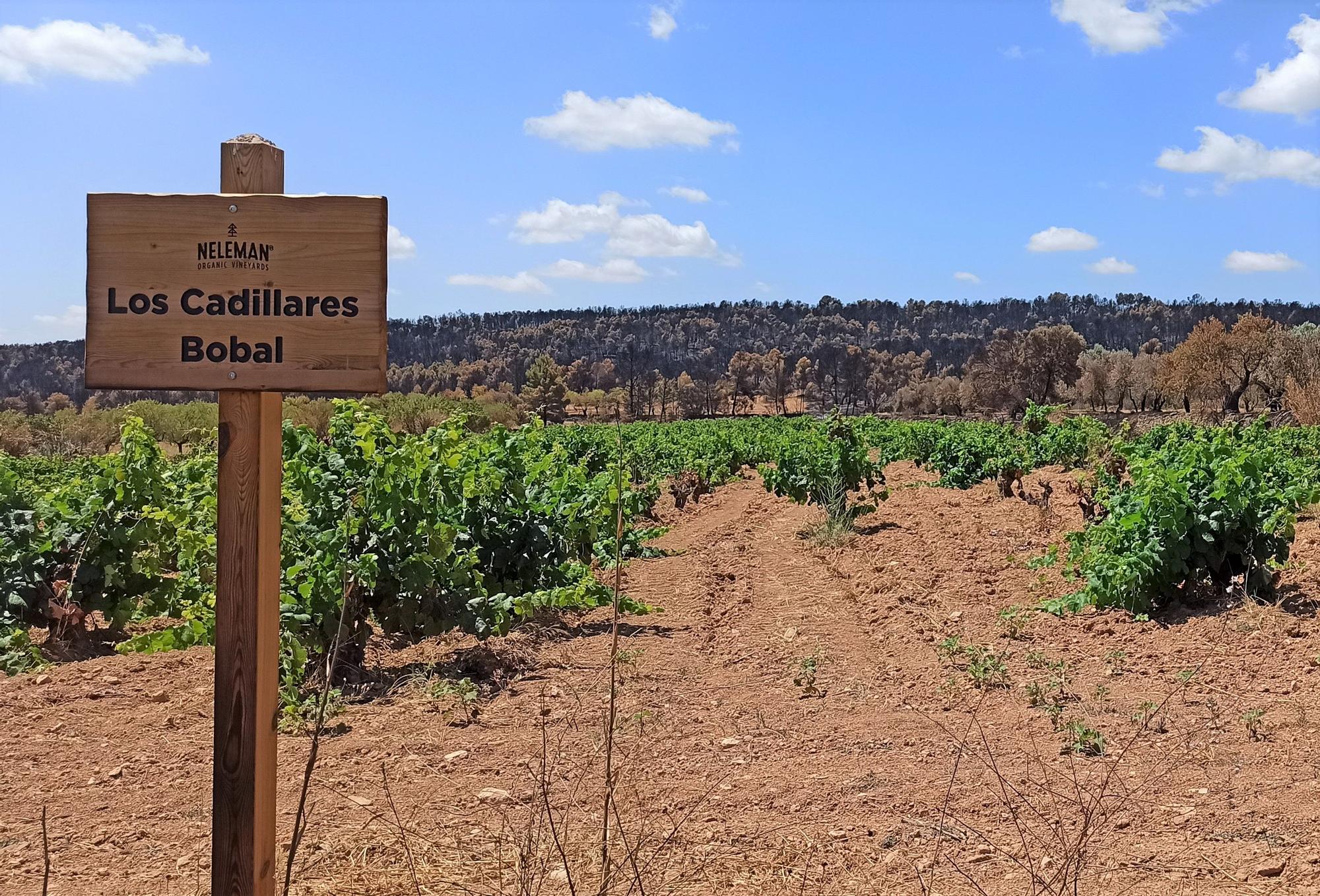 El antes y el después: así ha calcinado el incendio el paraje de Casas de Moya