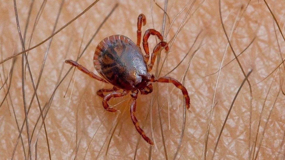Las garrapatas van 'in crescendo' por la sequía.