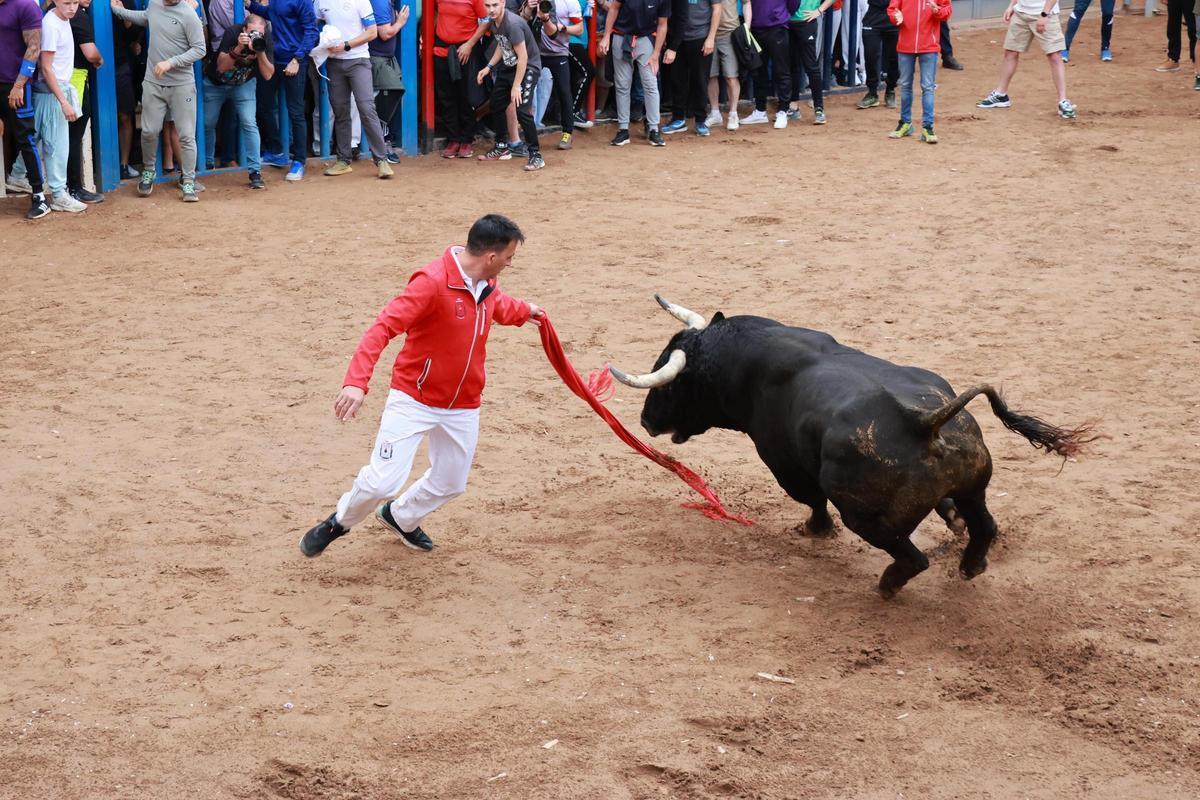 Un aficionado rueda a uno de los toros de esta tarde.