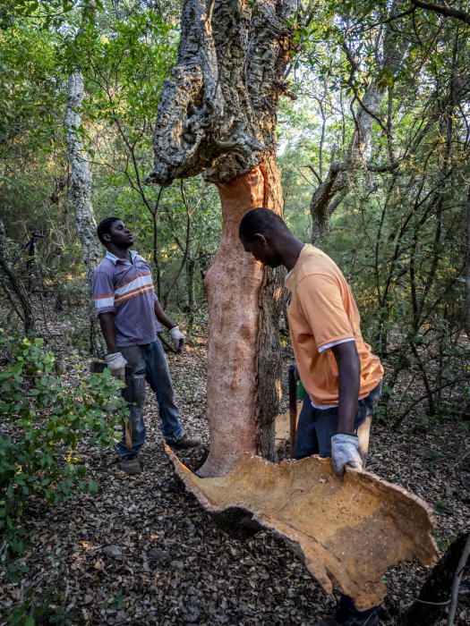 El suro, la pell més preuada del bosc de l''Albera