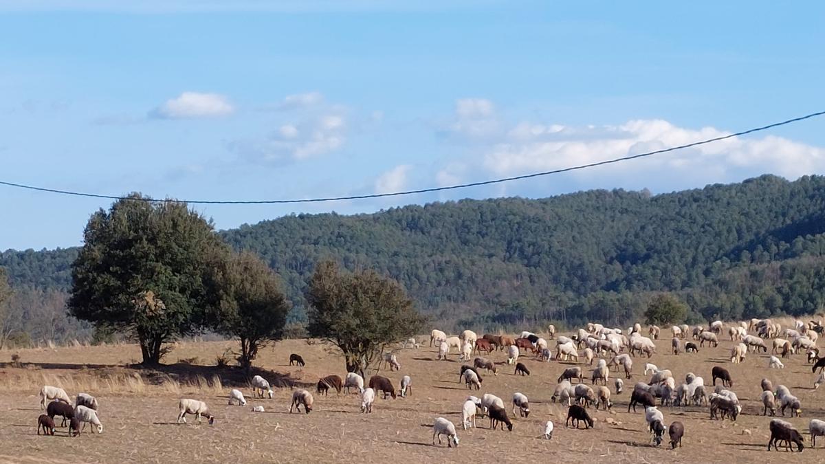 Ramat pasturant a Santa Maria de Merlès.