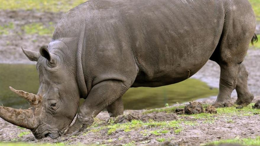 Un ejemplar de rinoceronte blanco en un zoo de Alemania.