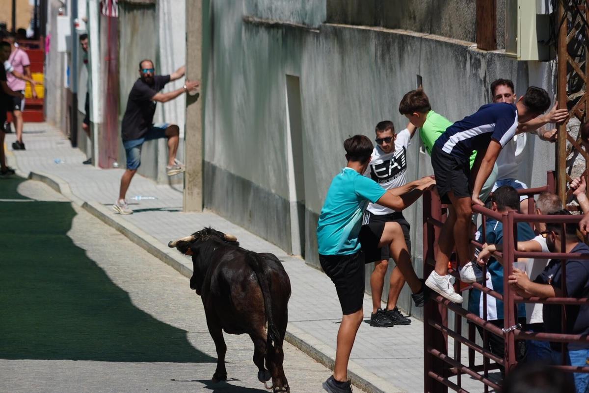 Las vaquillas vuelven tomar la calle en la feria de Añora Las vaquillas vuelven tomar la calle en la feria de Añora