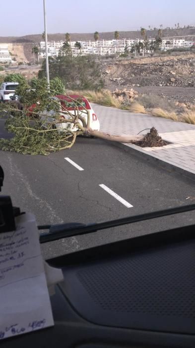 Las fuertes rachas de viento desde la noche del sábado han causado múltiples incidencias en todas las Islas, especialmente Tenerife y La Palma.