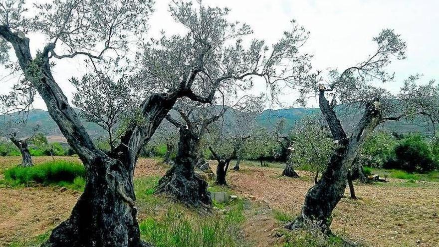 Varias asociaciones denuncian la tala de 32.000 olivos en Zaragoza
