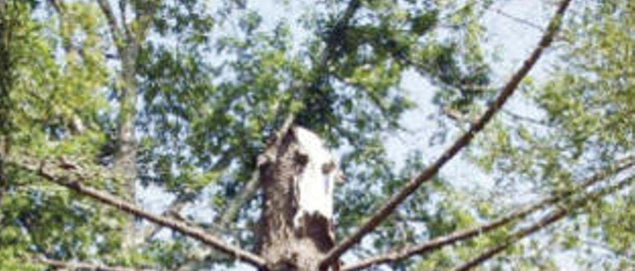 Araucaria del Pazo de Rubiáns, en Vilagarcía.