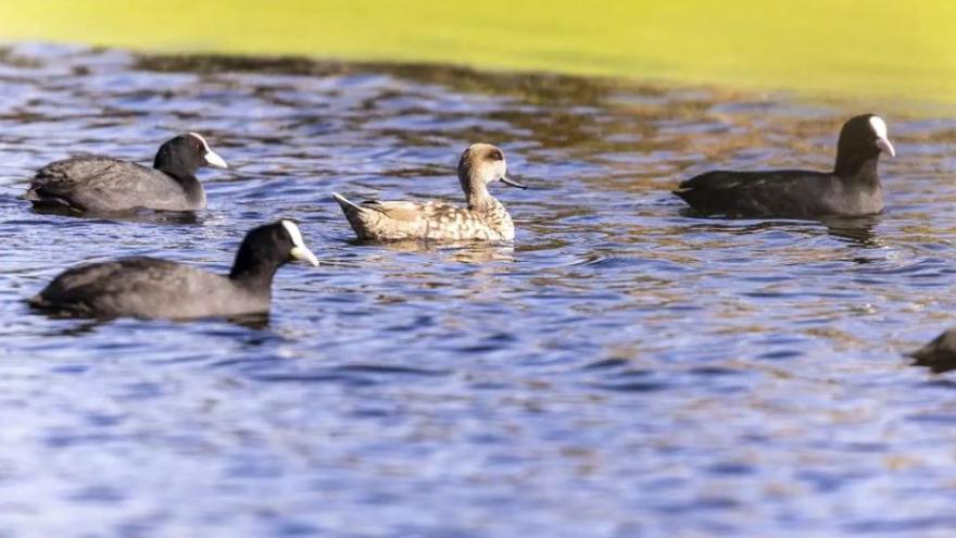 Cercetas pardillas en las lagunas artificiales del Paisaje Protegido de la Desembocadura del río Mijares - ANTONIO ENGRA