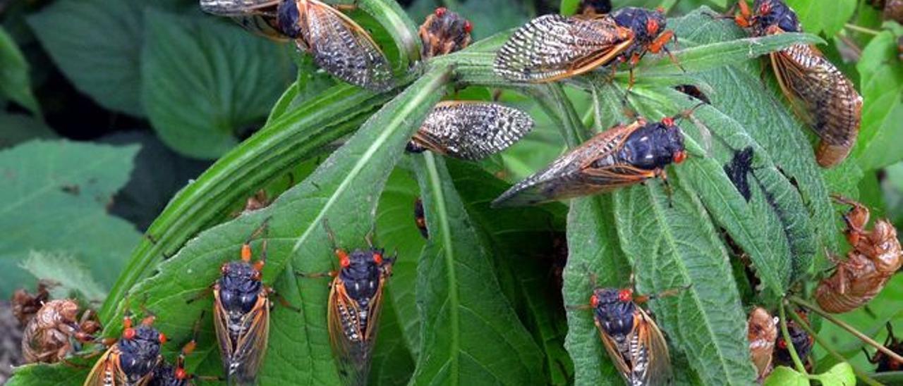 La inocente invasión de las cigarras