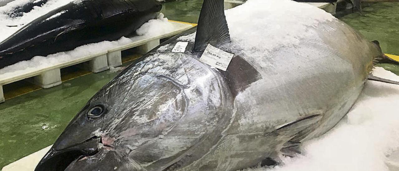 El atún rojo de 399 kilos // A. Otero