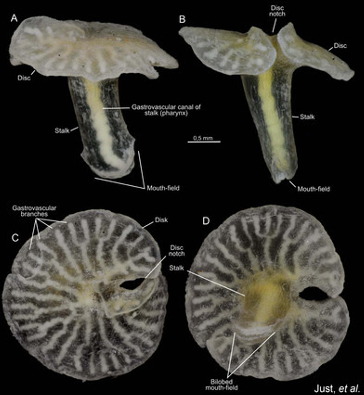 Aparentemente relacionados con las medusas y los corales, los ’Dendrogramma enigmaticas’ son pequeños animales parecidos a las setas, con una boca en el extremo del ‘tallo‘ y el otro extremo con la forma de un disco aplanado. Se encontraron en los fondos marinos de Point Hicks (Australia) a más de 1.000 metros de profundidad. Miden de 8 mm de largo y el disco superior apenas supera los 10 mm.