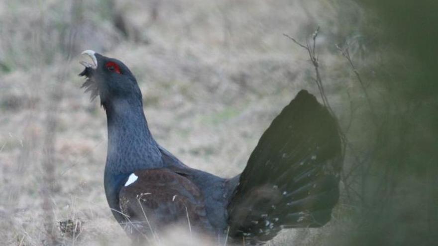 ¿Por qué mueren los urogallos?: Asturias y León presentan un estudio con el que se intenta ayudar a salvar la especie