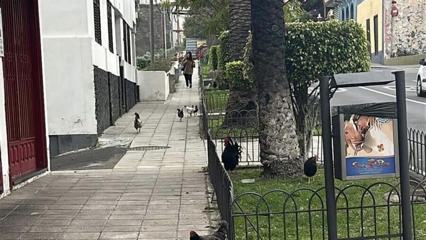 Ікод-де-лос-Вінос: Мешканці скаржаться на курей та півнів у центрі міста